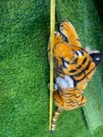 Royal Bengal Tiger 26 inches - Image 2