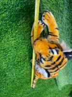 Royal Bengal Tiger 26 inches - Image 3